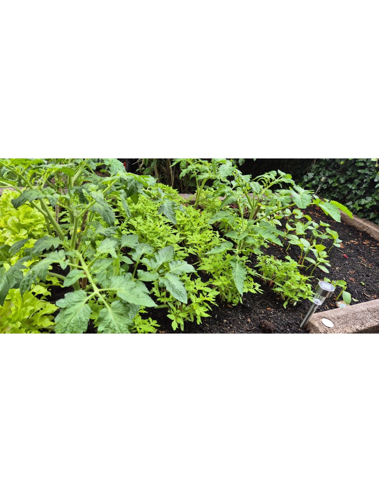 L-Form Hochbeet – Ergonomisch & Platzsparend für Garten & Terrasse | Shopvola.de