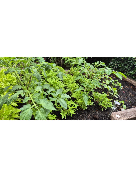 L-Form Hochbeet – Ergonomisch & Platzsparend für Garten & Terrasse | Shopvola.de