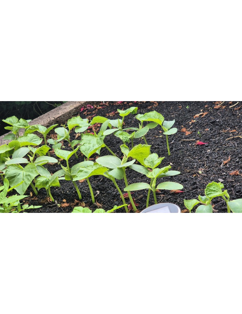 L-Form Hochbeet – Ergonomisch & Platzsparend für Garten & Terrasse | Shopvola.de