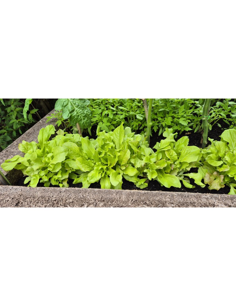 K-Form Hochbeet – Kompakt, robust & vielseitig bepflanzbar | Shopvola.de